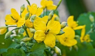 Métodos populares de tratar o fungo das pernas